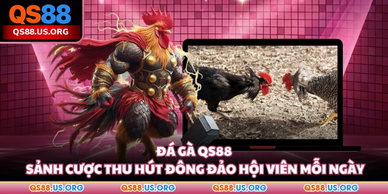 Đá gà QS88